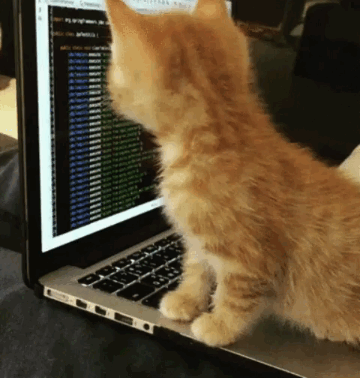 An animated gif of a kitten on a laptop keyboard, staring at a screen of code